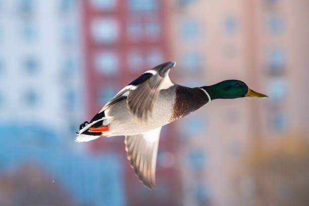 Duck mallard fly winter nature action life wild
