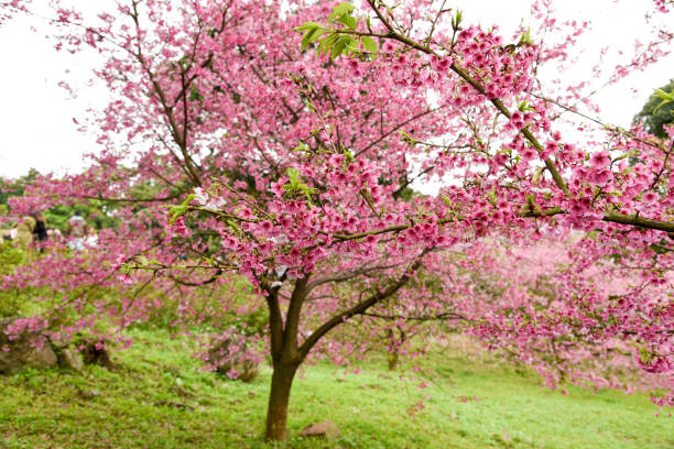 istock Taiwan Cherry blossoms in full bloom. 1131604427
