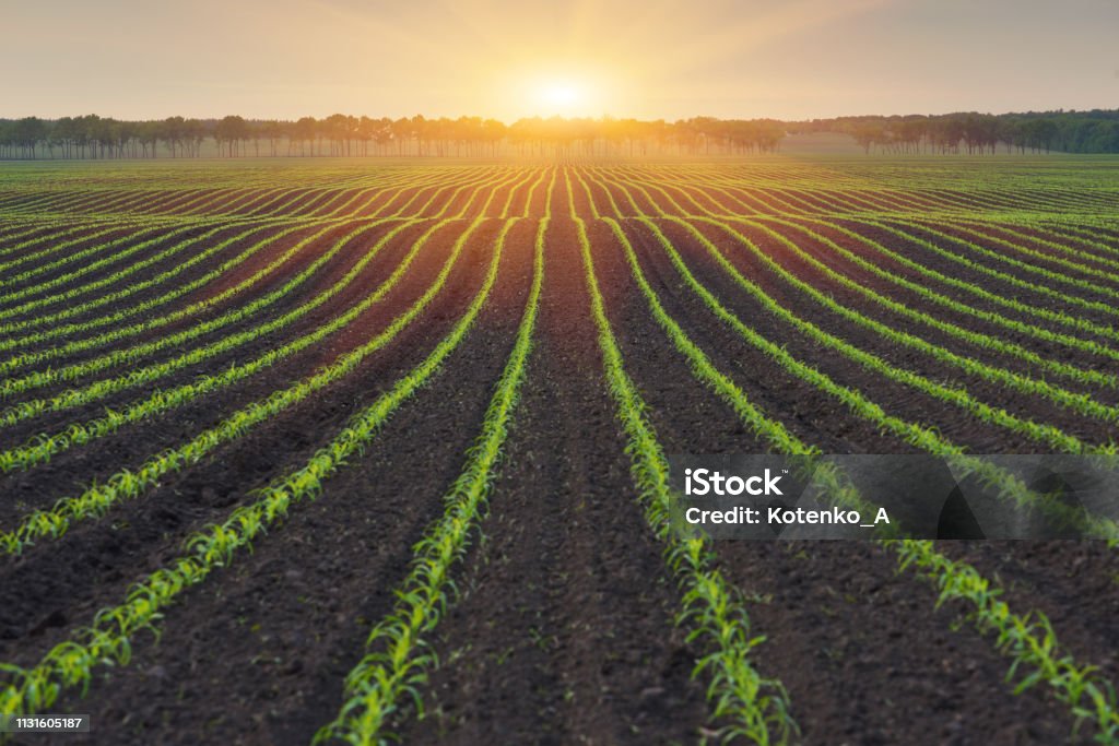 Rural landscape Corn field. The lines in nature. Morning landscape with sunlight Agricultural Field Stock Photo