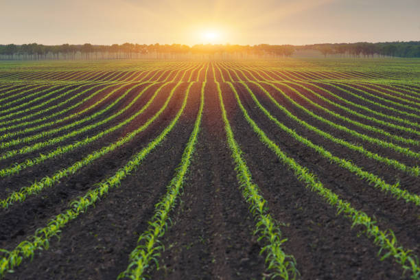 Rural landscape Corn field. The lines in nature. Morning landscape with sunlight cultivated land stock pictures, royalty-free photos & images