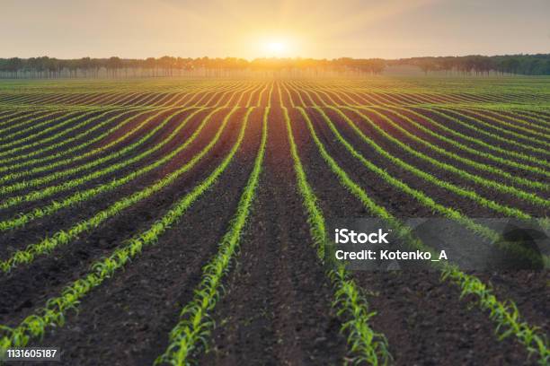 Rural Landscape Stock Photo - Download Image Now - Agricultural Field, Farm, Agriculture