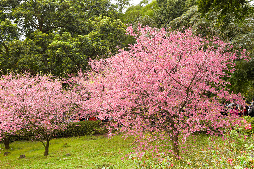 Taiwan Cherry blossoms in full bloom.