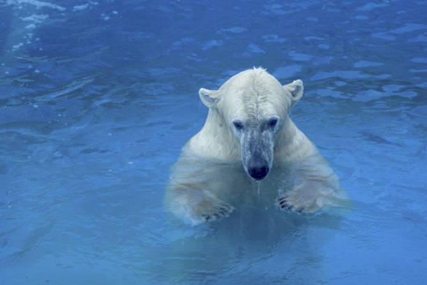 istock Polar bear swimming in a zoo pool 1131606711