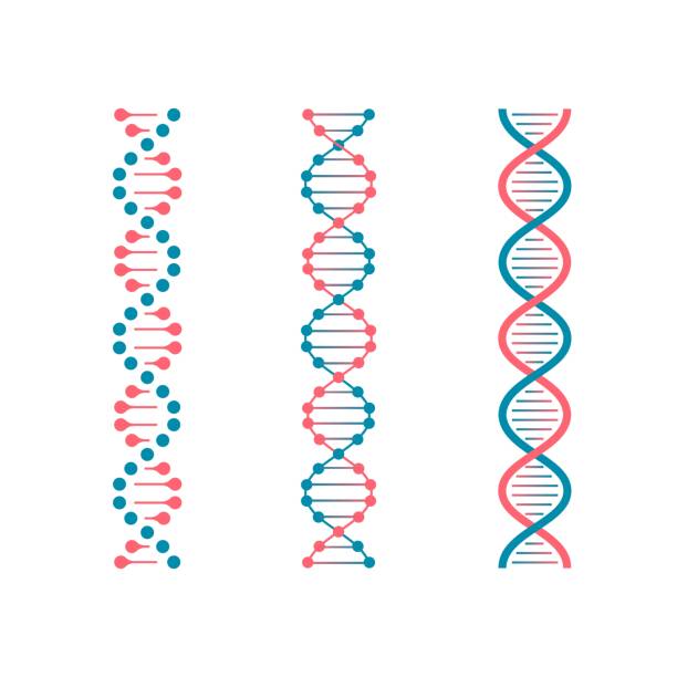 illustrations, cliparts, dessins animés et icônes de 1811. m30. i020. n021. p. c 25.575993131 icônes de l'adn. code de structure génétique, modèles de molécules d'adn isolés sur fond blanc. symboles vectoriels d'instructions génétiques - abstract dna backgrounds education