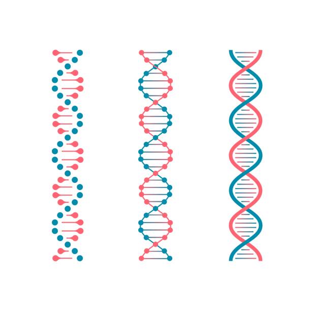 1811.m30.i020.n021.P.c25.575993131 DNA icons. Genetic structure code, DNA molecule models isolated on white background. Genetic instructions vector symbols Chemistry code DNA. Double genetic code of human molecule. Biotechnology future vector set helix model stock illustrations