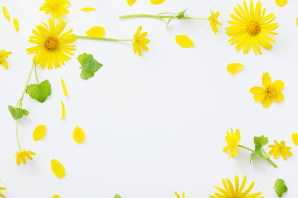 istock yellow flowers on white background 1131607528