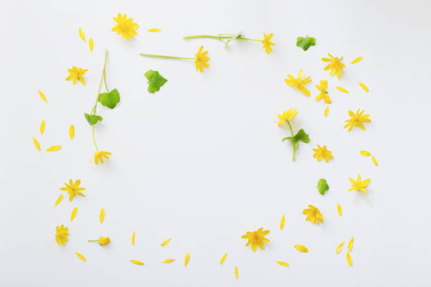 istock yellow flowers on white background 1131607532