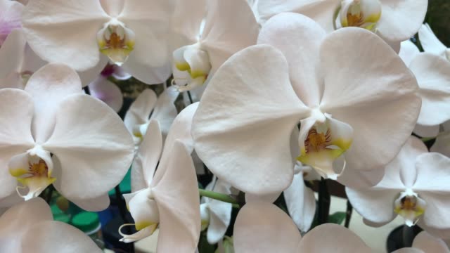 white orchid on tree , Phalaenopsis