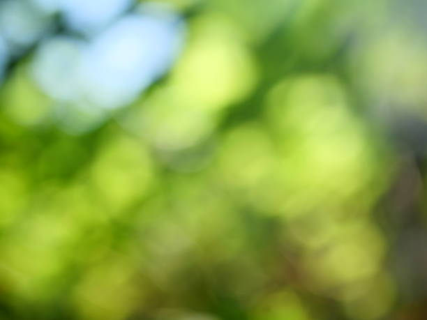 istock Abstract defocused green garden background 1131608486