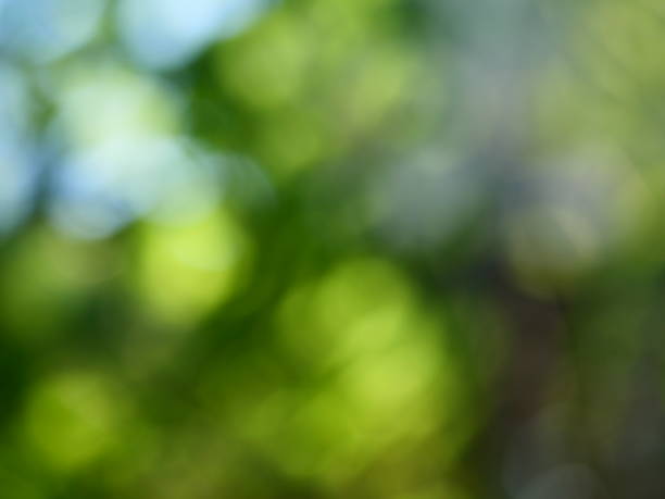 Abstract defocused green garden background