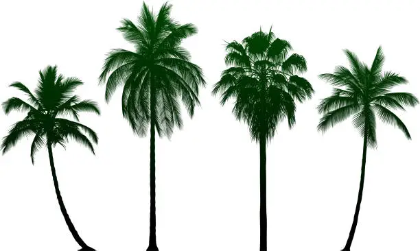 Vector illustration of Highly Detailed Palm Tree