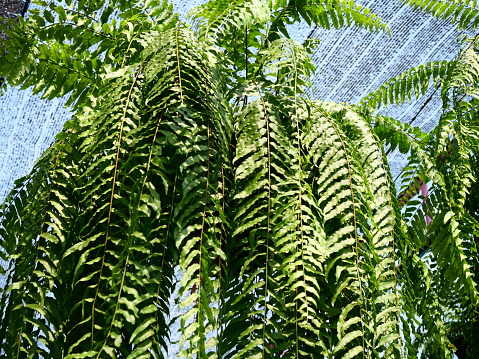 Plant, Asia, Thailand, Fern, Hanging