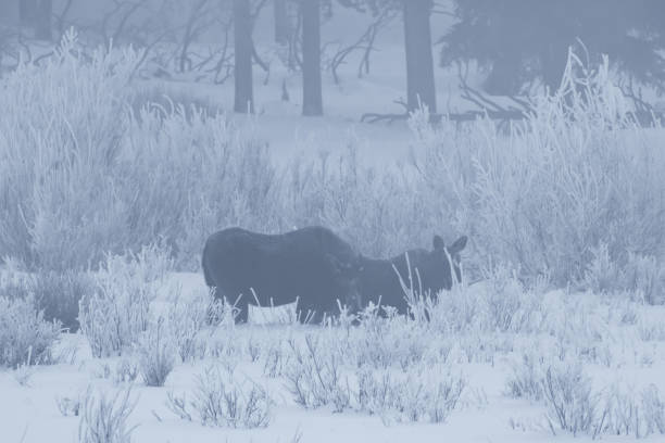 istock Moose in winter on foggy morning 1131611640