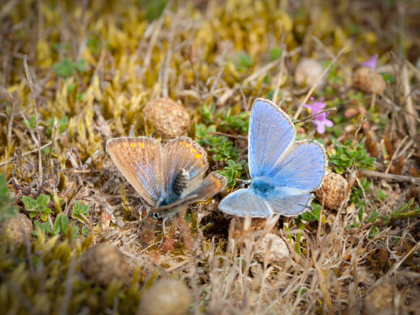 istock Closeup of two lycaenid butterflies 1131611690