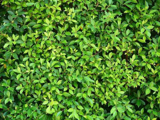 istock Banyan green leaves wall background 1131611701