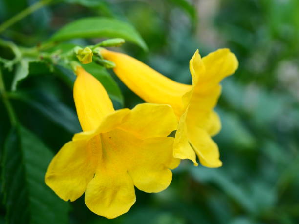 istock yellow flowering plant 1131611717