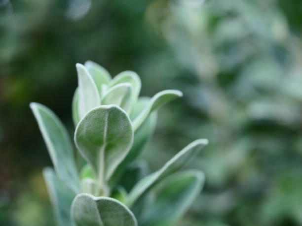 Leaf, Plant, Serbia, Tree, Green Color