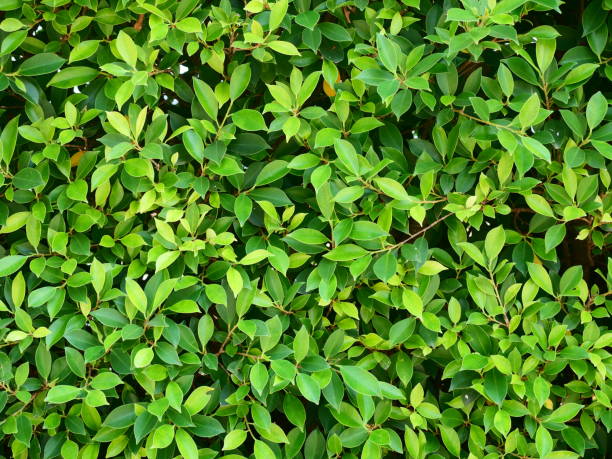 istock Textured green vertical in garden background 1131611821