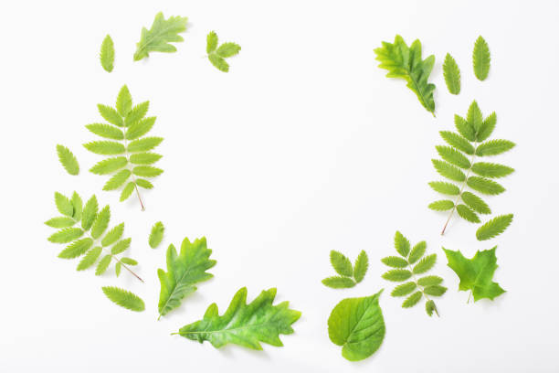 istock green leaves on paper background 1131613653