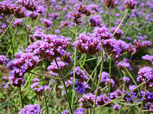 istock Verbena bonariensis Plant 1131613677