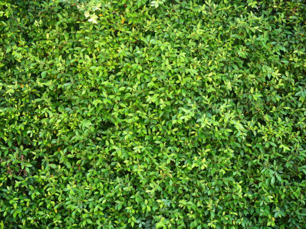 istock Textured green wall in garden background 1131614888