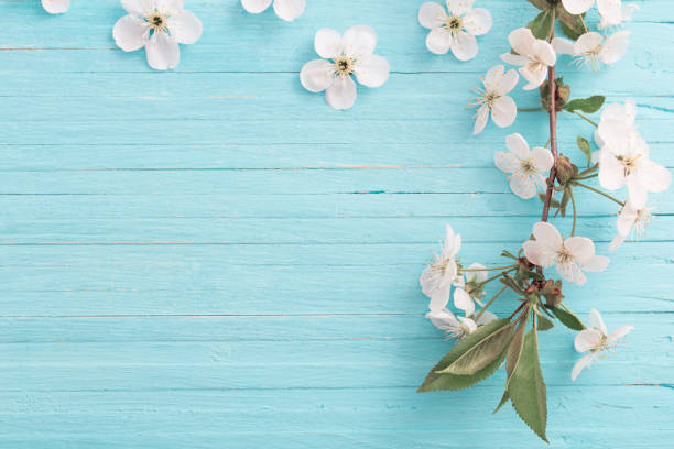 istock spring flowers on blue wooden background 1131615492
