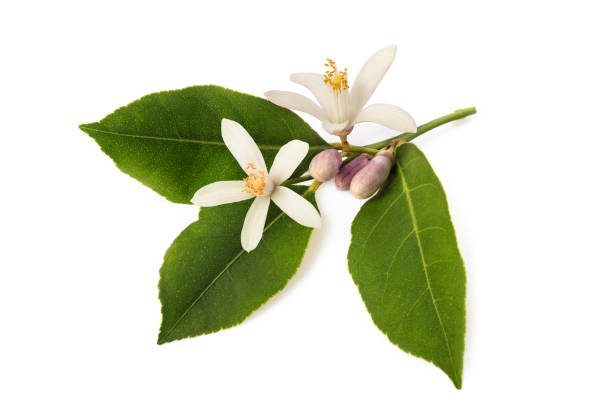 orange blossom orange blossom branch with buds and leaves isolated on white orange tree photos stock pictures, royalty-free photos & images