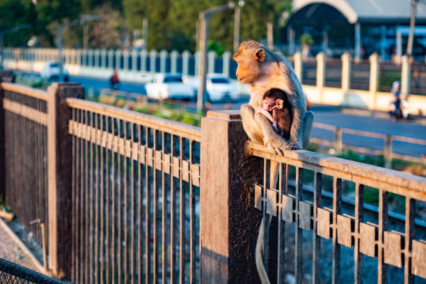 istock Baby monkey and mom live in town (Lopburi Thailand) 1131616250
