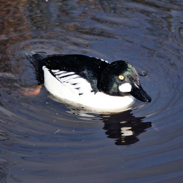 A picture of a Barows Goldeneye Duck A view of the river Thames with St Pauls in the background bucephala clangula uk stock pictures, royalty-free photos & images