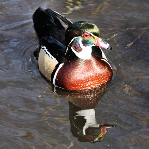 A picture of a Carolina Duck