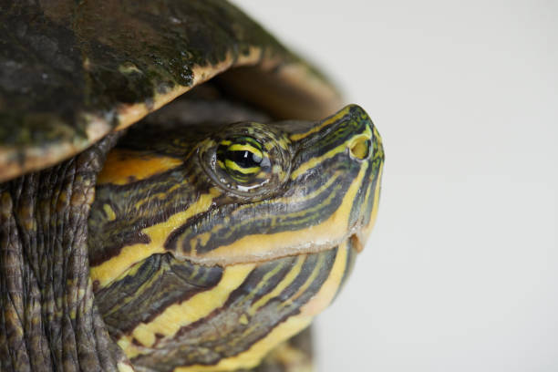 istock Colorful eye of turtle 1131617651