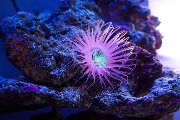 istock An underwater animal that grows on corals. Its long tentacles float on the water course. 1131617666