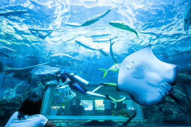 Asian family viewing scuba diver underwater in aquarium with stingray and other seawater fish.