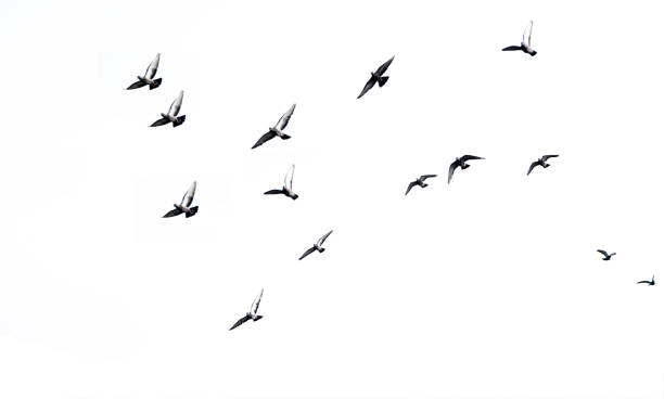 istock isolate Doves are flying in many beautiful skies.white background 1131619244