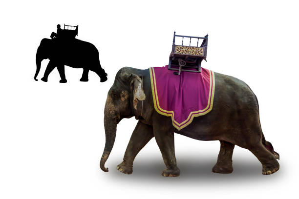 istock Isolated The elephant is walking beautifully on white background with clipping path 1131619250