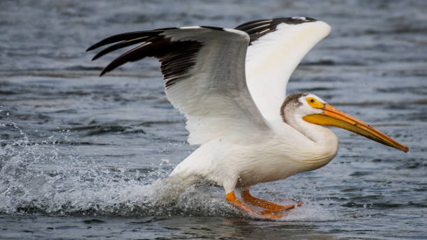 istock White Pelicans on the Yakima River near Pasco Washington 1131619694