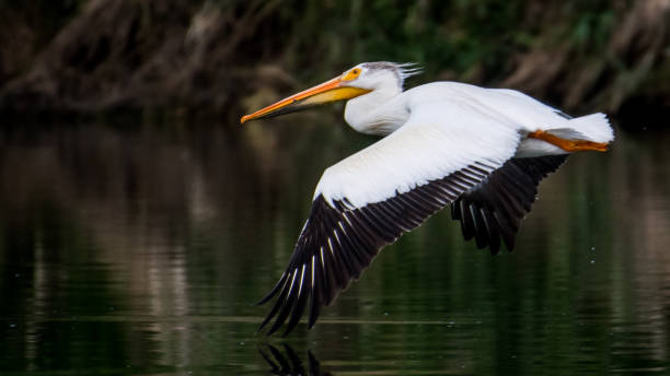 istock White Pelicans on the Yakima River near Pasco Washington 1131619697