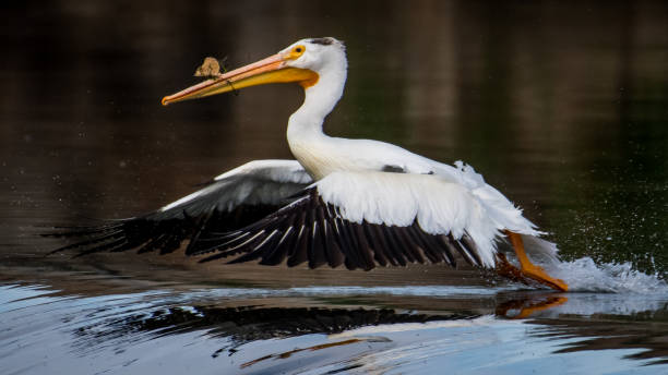 istock White Pelicans on the Yakima River near Pasco Washington 1131619710