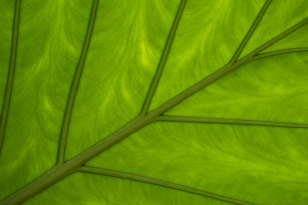 istock Wet leaf of a tropical tree shot from below. 1131620380