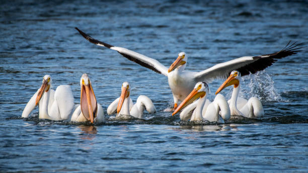 istock White Pelicans on the Yakima River near Pasco Washington 1131620390