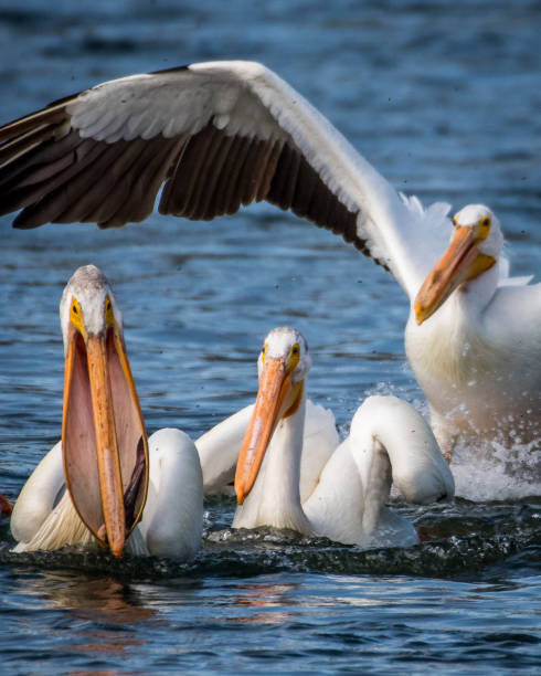 istock White Pelicans on the Yakima River near Pasco Washington 1131620422