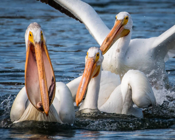 istock White Pelicans on the Yakima River near Pasco Washington 1131620443