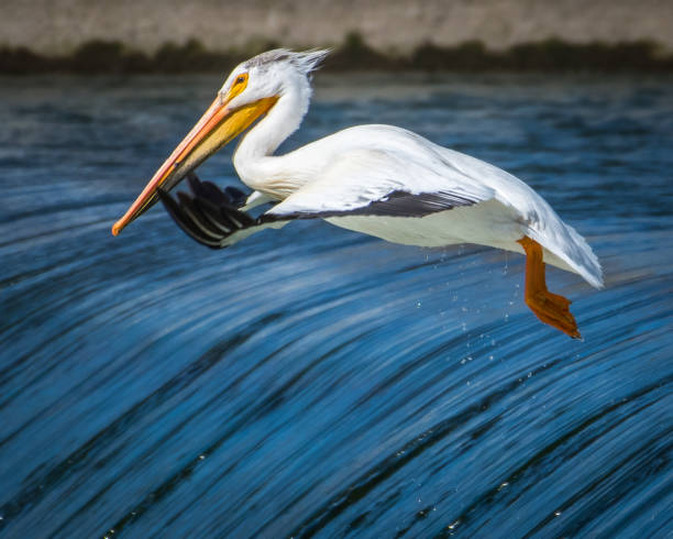 Great white pelicans bask on the rock next to the fountain in St James's Park in central London, UK.