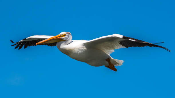istock White Pelicans on the Yakima River near Pasco Washington 1131620528