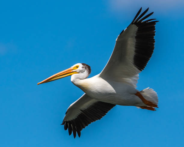 istock White Pelicans on the Yakima River near Pasco Washington 1131620533