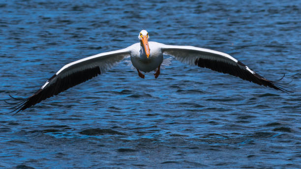 istock White Pelicans on the Yakima River near Pasco Washington 1131620609