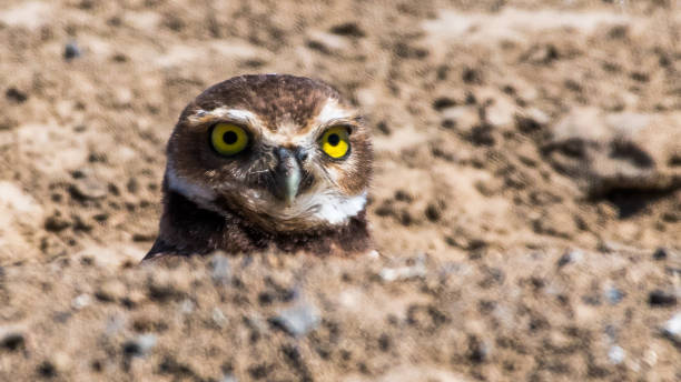 istock Burrowing Owls of Washington State 1131621009