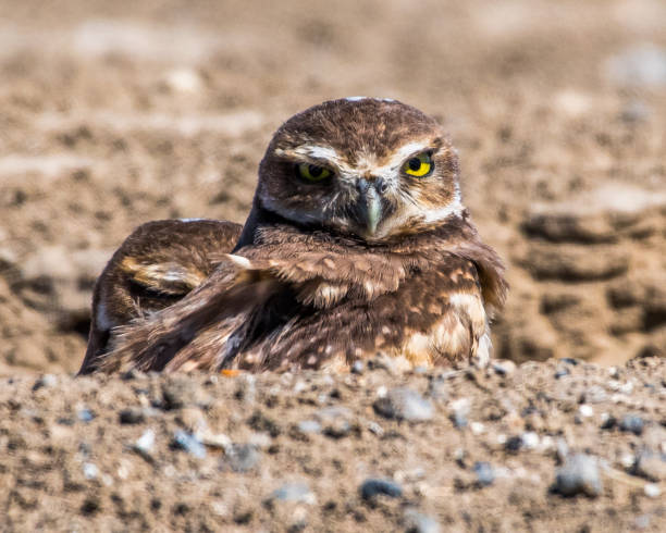 istock Burrowing Owls of Washington State 1131621037