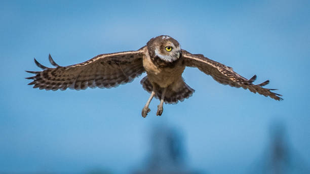 istock Burrowing Owls of Washington State 1131621132