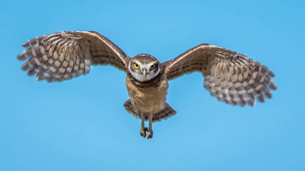 istock Burrowing Owls of Washington State 1131621152